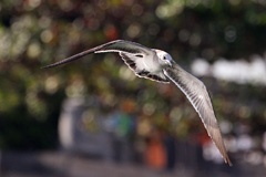 IMG_7345a